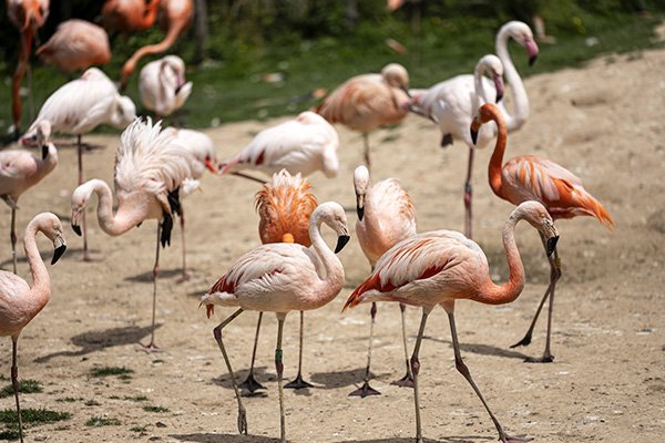 Photographe animalier 1 Photographe animalier avec des flamand rose de la volière de Parrot World