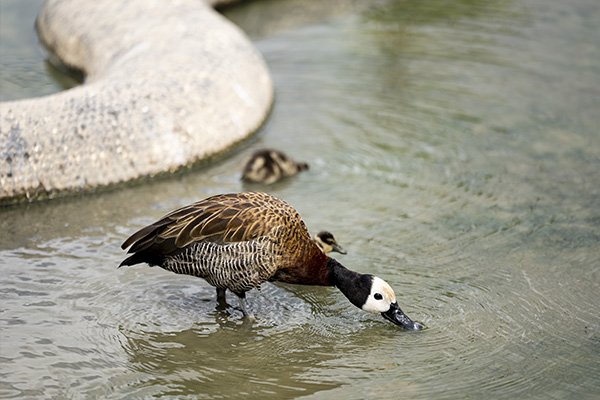 Photographe animalier 7 Photographe animalier avec des canards de Parrot World