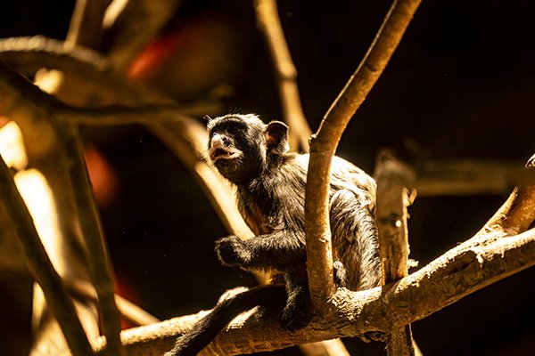 Photographe animalier Photographe animalier avec des singes de Parrot World